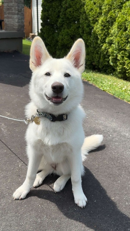 Entry image for Lilo. Clicking this image will show a larger photo