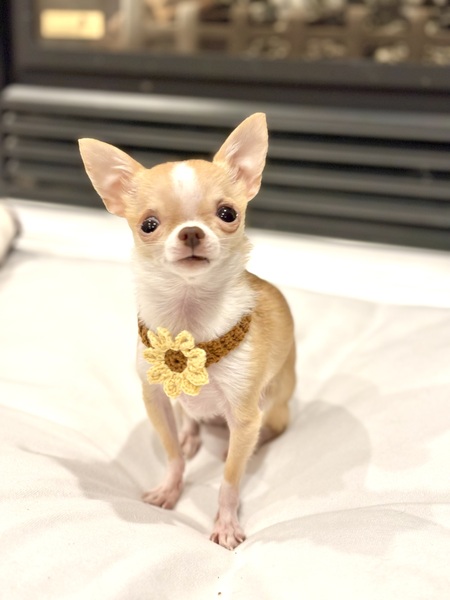 Entry image for Dumpling. Clicking this image will show a larger photo