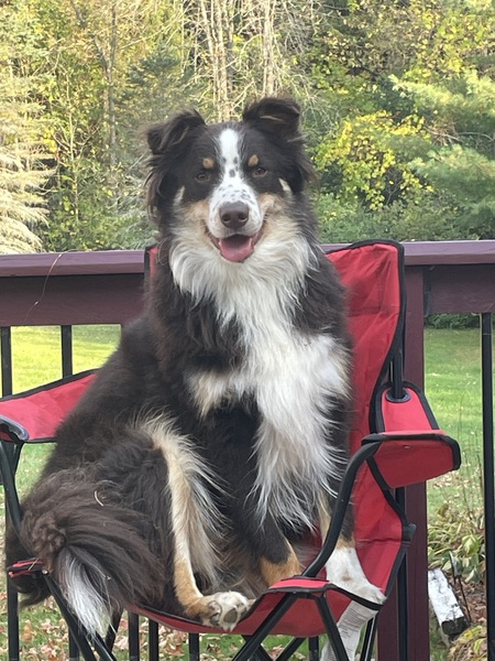 Entry image for Aussie. Clicking this image will show a larger photo