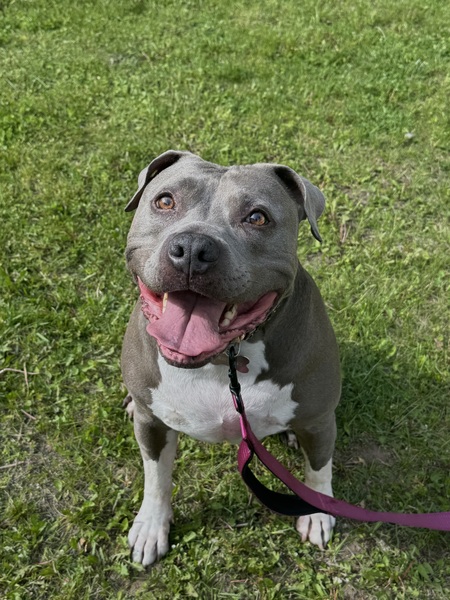 Entry image for Bentley . Clicking this image will show a larger photo