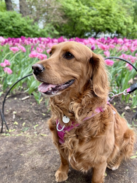 Entry image for Maple. Clicking this image will show a larger photo