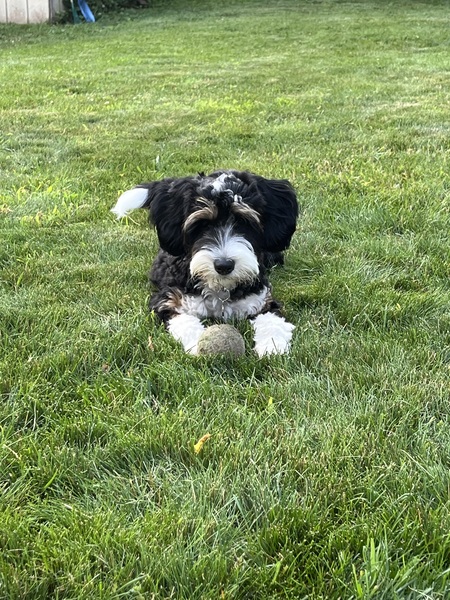 Entry image for Maisie. Clicking this image will show a larger photo