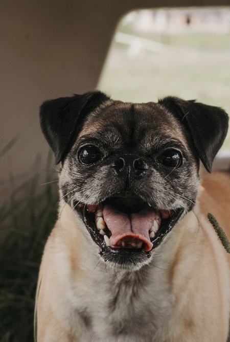 Entry image for Pickles. Clicking this image will show a larger photo