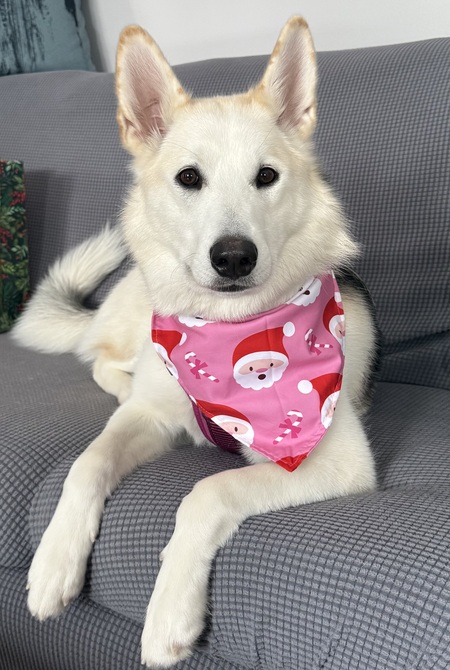 Entry image for Sprinkles. Clicking this image will show a larger photo