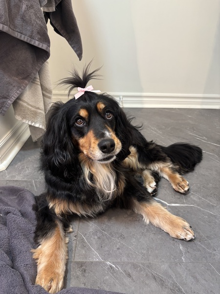 Entry image for Pennie. Clicking this image will show a larger photo