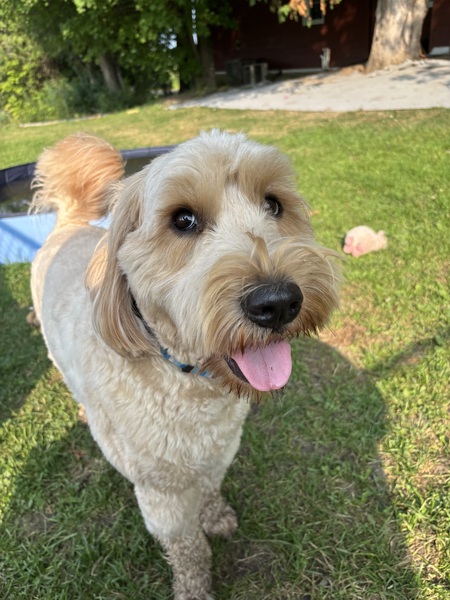 Entry image for Ollie. Clicking this image will show a larger photo