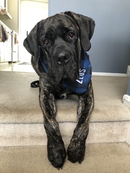 Entry image for Zeus. Clicking this image will show a larger photo