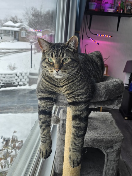 Entry image for Ringo. Clicking this image will show a larger photo