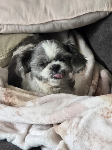 Entry image for Mango. Clicking this image will show a larger photo