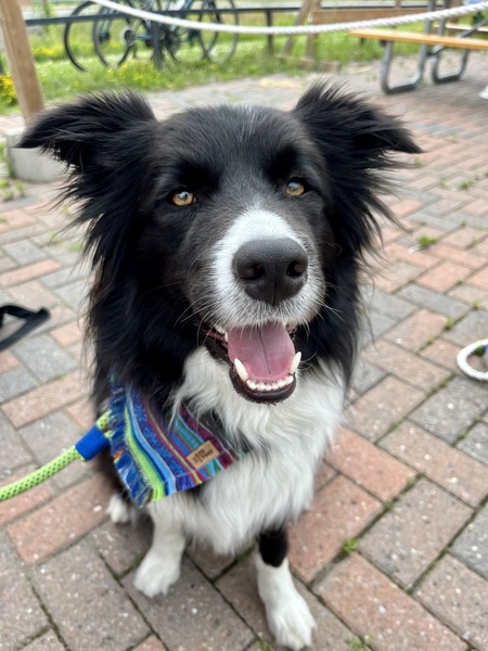 Entry image for Cedar. Clicking this image will show a larger photo