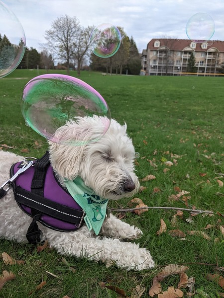 Entry image for Salem. Clicking this image will show a larger photo