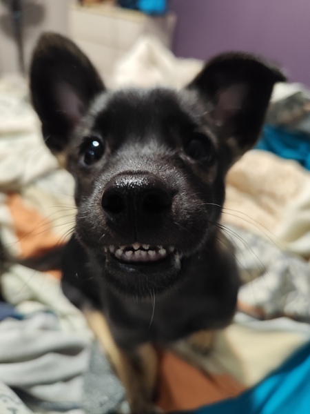 Entry image for Albi. Clicking this image will show a larger photo