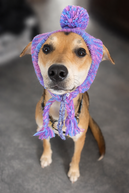 Entry image for Wile.E. Clicking this image will show a larger photo