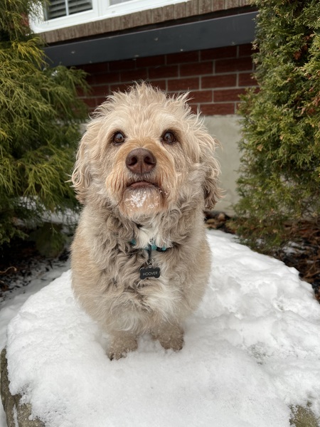 Entry image for Hoover. Clicking this image will show a larger photo