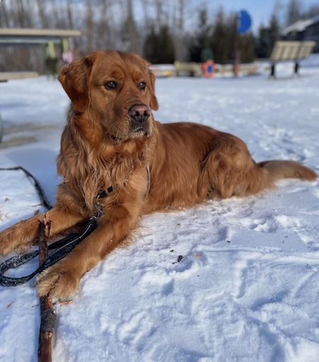 Entry image for Maverick. Clicking this image will show a larger photo