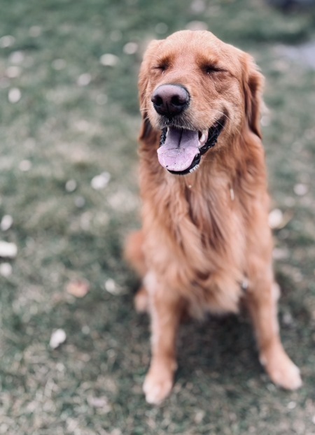 Entry image for Koda. Clicking this image will show a larger photo