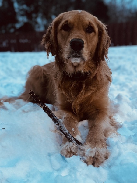 Entry image for Annie . Clicking this image will show a larger photo