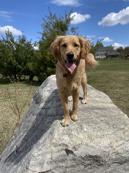 Entry image for Lacey. Clicking this image will show a larger photo