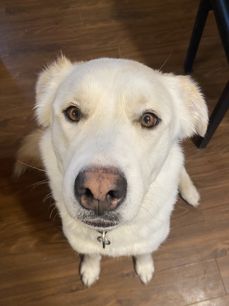 Entry image for Liberty. Clicking this image will show a larger photo