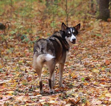 Entry image for Marak. Clicking this image will show a larger photo