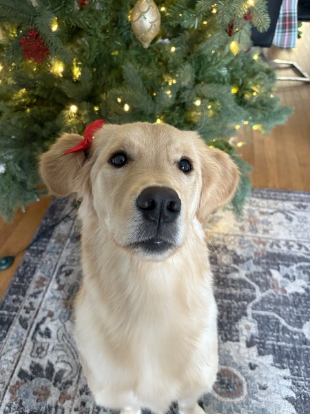 Entry image for Ivy. Clicking this image will show a larger photo