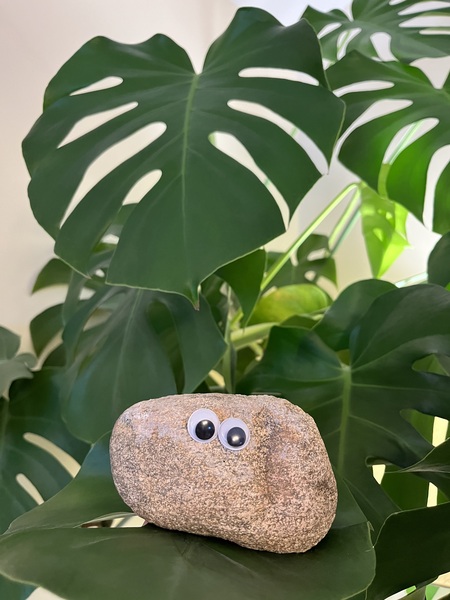 Entry image for Sir Pebbles. Clicking this image will show a larger photo