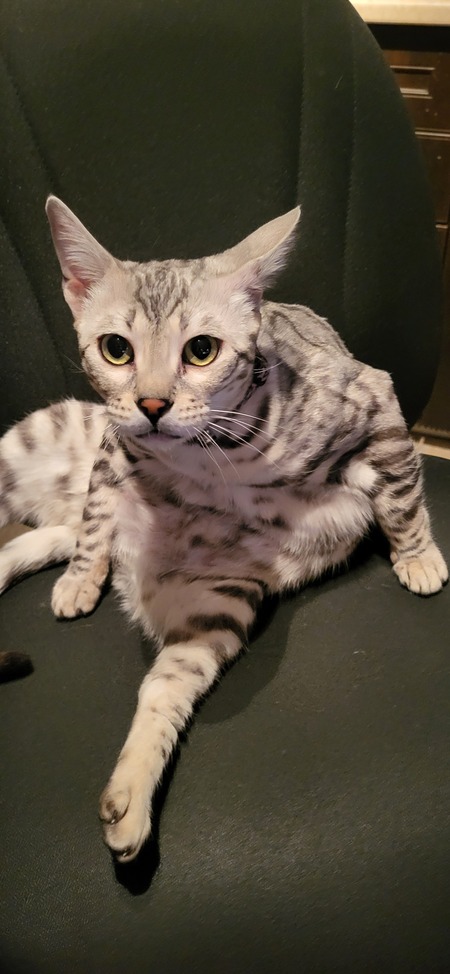 Entry image for Bella. Clicking this image will show a larger photo