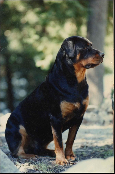 Entry image for Bear (Barron of Forestdale). Clicking this image will show a larger photo