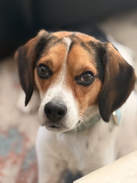 Entry image for Finley. Clicking this image will show a larger photo