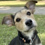 Entry image for Kukui