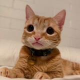 Entry image for Nacho