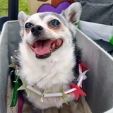 Entry image for Ellie