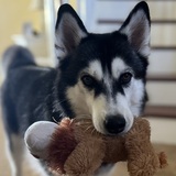 Entry image for Kona