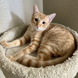 Entry image for Fern