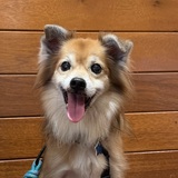 Entry image for Makani 