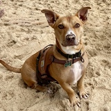 Entry image for Frank