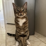 Entry image for Echo 