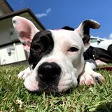 Entry image for Lilo