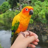 Entry image for Mango