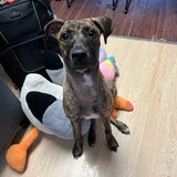 Entry image for Hina