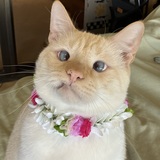 Entry image for Wolfie