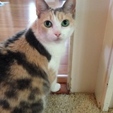 Entry image for Little Kitty