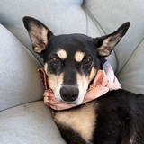 Entry image for Nikki