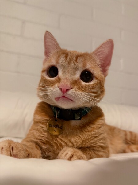 Entry image for Nacho. Clicking this image will show a larger photo