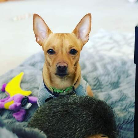 Entry image for Burrito. Clicking this image will show a larger photo