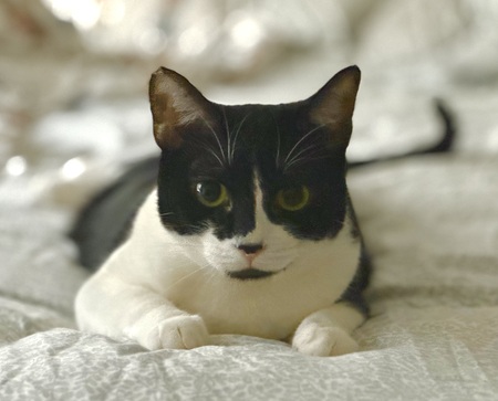 Entry image for Hana. Clicking this image will show a larger photo