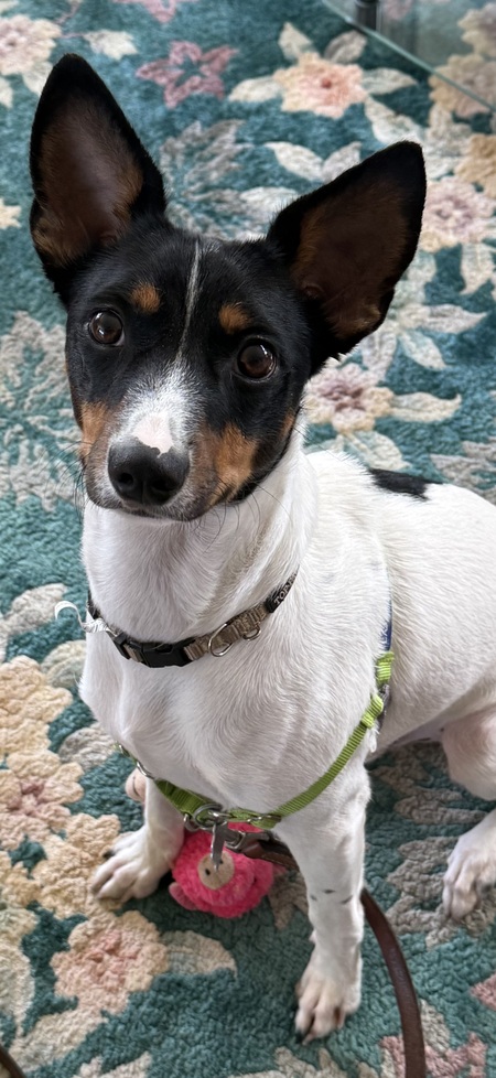 Entry image for Stitch. Clicking this image will show a larger photo