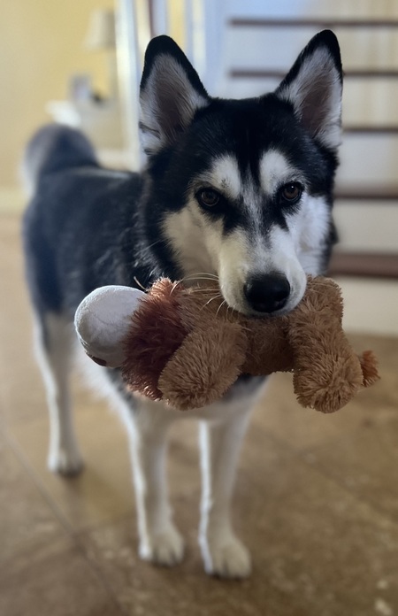 Entry image for Kona. Clicking this image will show a larger photo