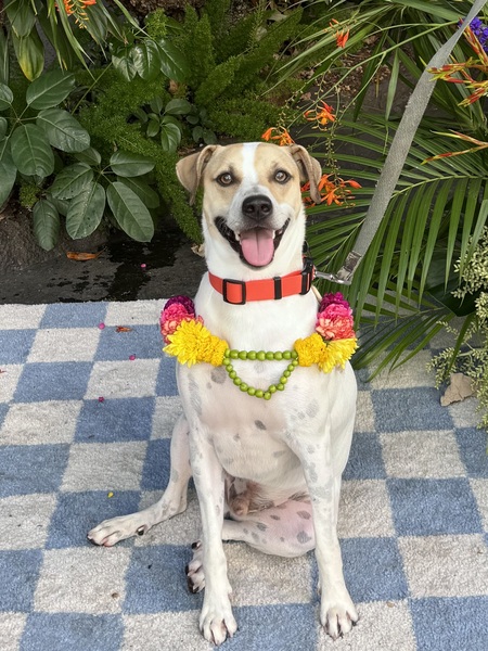 Entry image for Pumpkin. Clicking this image will show a larger photo