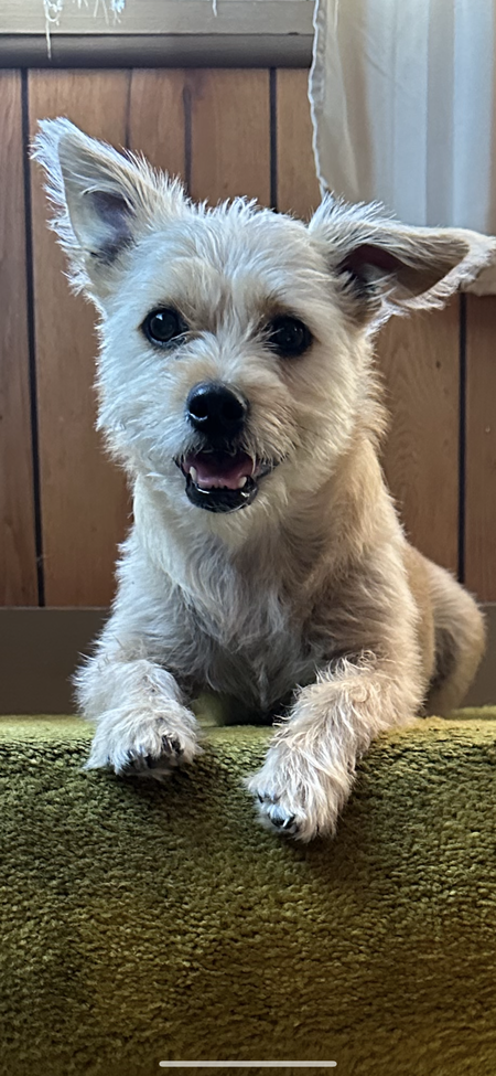 Entry image for Brownie. Clicking this image will show a larger photo